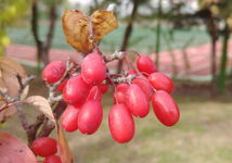 Cytryniec chiński 50-60cm c2 (Schisandra chinensis) Sadzonka sadzonki mrozo