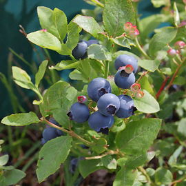 Borówka amerykańska DARROW - NAJSŁODSZA ODMIANA - Bardzo ładne sadzonki