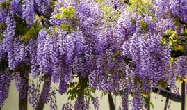 Glicynia chińska - wisteria - FIOLETOWE PNĄCZE Sadzonka sadzonki mrozoodpor
