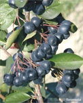 Aronia Czarnoowocowa ZDROWE OWOCE NA PRZETWORY SOK I DŻEM duża sadzonka 3L
