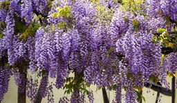 Glicynia chińska - wisteria - FIOLETOWE PNĄCZE Piękne kwiaty Sadzonka P9