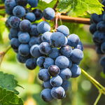 Winogron winorośl Marechal Foch FIOLETOWE WINO profesjonalne sadzonka c2