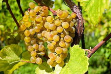 Winogron winorośl REFREN DESEROWA SŁODKA PACHNĄCA WINA PRZETOWRY sadzonka