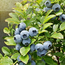 Borówka amerykańska SPARTAN WCZESNA SUPER SMACZNA ODMIANA sadzonka