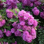 Róża pnąca Rosa 'Perennial Blue' Sadzonka sadzonki mrozoodporne