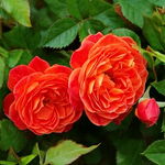 Róża pnąca 'STARLET ROSES 'Carmen' Sadzonka sadzonki mrozoodporne