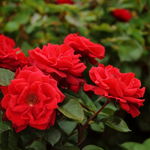 Róża okrywowa 'Centro Rose' Sadzonka sadzonki mrozoodporne czerwona