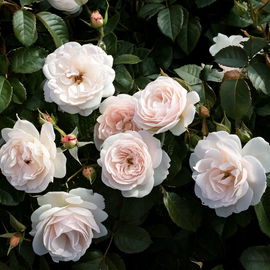 Róża okrywowa 'Kastelruther Spatzen Rose' Sadzonka sadzonki mrozoodporne