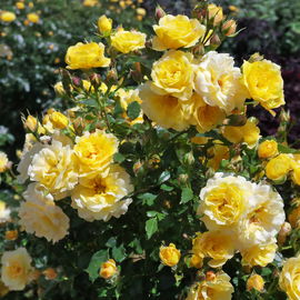 Róża okrywowa Candela Sadzonka sadzonki mrozoodporne