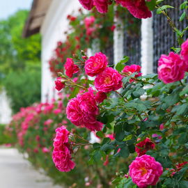 Róża okrywowa RODY- Różowa niska odmiana Sadzonka sadzonki mrozoodporne