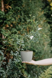 Róża pnąca LIBERTAS - OBFICIE KWITNĄCA Sadzonka sadzonki mrozoodporne