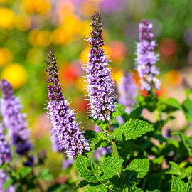 Mięta Marokańska MOROCCAN