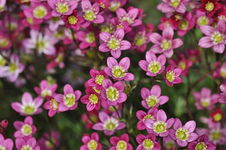 Skalnica Arendsa Alpino Early Rose - Roślina Ozdobna do Ogrodu SADZONKA sad