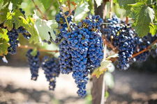 Winogron bezpestkowy Alwood , DUŻE OWOCE WINOROŚL Sadzonka sadzonki mrozood