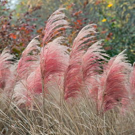 Miskant Ferner Osten - Czerwone kłosy do ogrodów orientalnych SADZONKA sadz