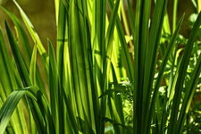 Turzyca Morrowa Irish Green - WIECZNIE ZIELONA TRAWA Sadzonka sadzonki mroz