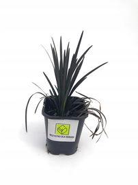 Konwalnik płaskopędowy Nigerscens - Czarna trawa Niger Sadzonka sadzonki m