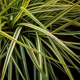 Turzyca oszimska Moonlight P9 Sadzonka sadzonki mrozoodporne