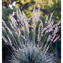 Strzęplica sina - Piękna niska trawa Sadzonka sadzonki mrozoodporne