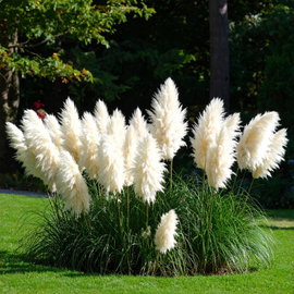Trawa pampasowa 'White Feather'
