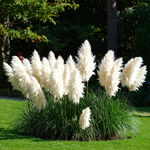 Trawa pampasowa 'White Feather'