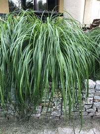 Turzyca Howarda THE BEATLES Sadzonka sadzonki mrozoodporne