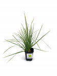 Sesleria skalna (Heufleriana) - Zielone liście Sadzonka sadzonki mrozoodpor