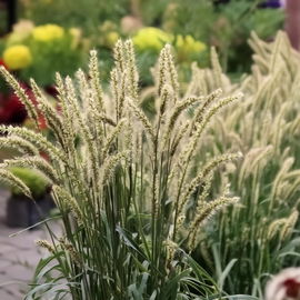 Perłówka orzęsiona (Melica ciliata) - Miniaturowa pięknośćSadzonka P9 Bylin