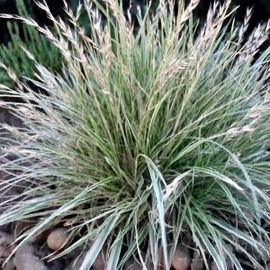 Kłosówka miękka Variegarus Sadzonka C2 WIELOLETNIA TRAWA OZDOBNA MIODODAJNA