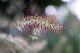 Rozplenica japońska Black Beuaty - Ciemne kłosy C2 Sadzonka sadzonki mrozoo