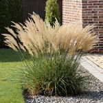 Miskant chiński Morning Light na obwódki SADZONKA miscanthus chinensis