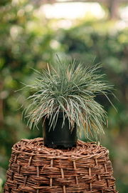 Strzęplica sina 'Coolio' - Piękna niska trawa Sadzonka MROZOODPORNA