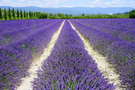 Lawenda Blue Scent