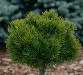 Sosna kosodrzewina 'Grüne Welle' na pniu - Sadzonka sadzonki bonsajowej