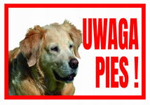 UWAGA PIES GOLDEN Retriever 250x175 Tabliczka ostrzegawcza informacyjna PCV