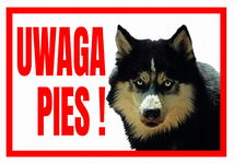 UWAGA PIES ! HUSKY -250x175 Tabliczka ostrzegawcza informacyjna - płyta PCV