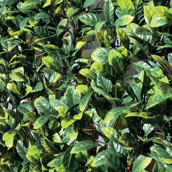 Żywopłot syntetyczny 3D z liści Photinia na siatce 150x 300  cm