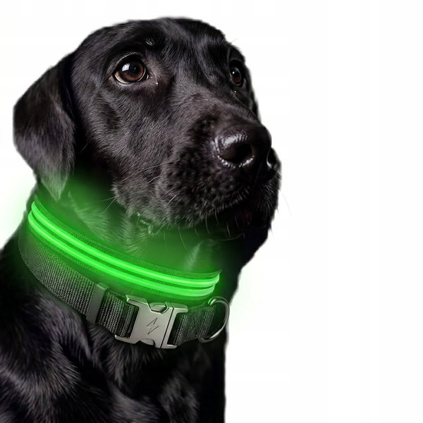 Świecąca Obroża LED USB L Wodoodporna Pies