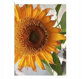 Książka Tahsis inlet outlet revival anthology 2020 Karin Zylstra j. ang