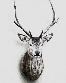Malowanie po numerach Jeleń 40x50cm