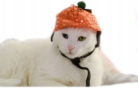 Czapka Halloween dla psa kota pomarańczowa dynia