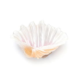Otwarta muszla 10.5x8x4.5cm dekoracja z żywicy i kryjówka dla rybek