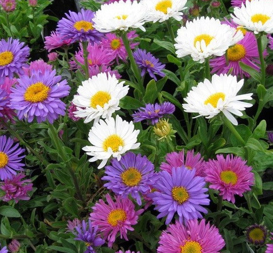 NASIONA Kwiatów Aster Alpejski Mieszany 0,3g Kwiaty 420380