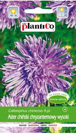 NASIONA Kwiatów Aster Chiński Chryzantemowy Wysoki FIOLETOWY Kwiaty 410329