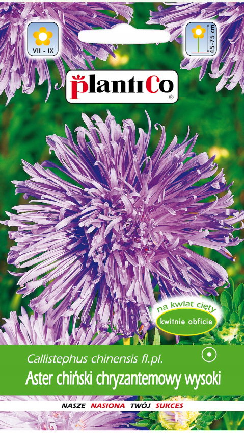 NASIONA Kwiatów Aster Chiński Chryzantemowy Wysoki FIOLETOWY Kwiaty 410329