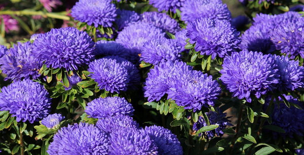 NASIONA Kwiatów Aster Chiński Peoniowy NIEBIESKI 1g Kwiaty 410763