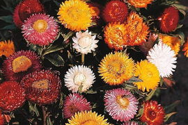 NASIONA Kwiatów Kocanka Ogrodowa Mieszanka MIX 1g Kwiaty Kocanki 411524