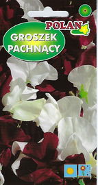 NASIONA Kwiatów Groszek Pachnący Night And Day 2g Kwiaty 259002