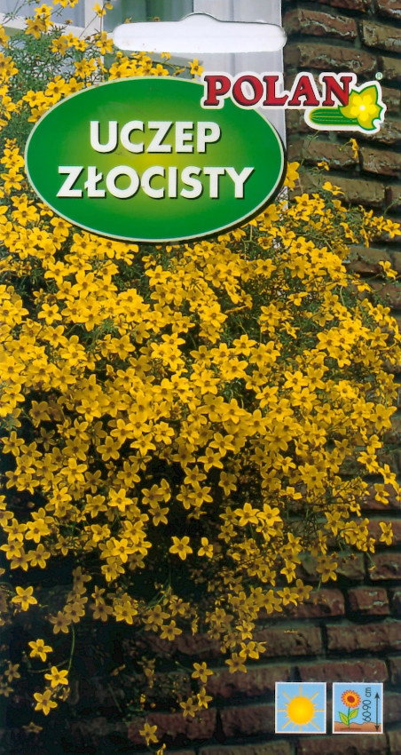 NASIONA Kwiatów Uszczep Złocisty Zółty Złoty Deszcz 0,2g Kwiaty 365000