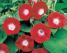 NASIONA Kwiatów Wilec Szkarłatny Czerwony 1g Kwiaty 418300